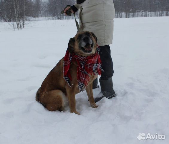 Чесс не выживет в приюте