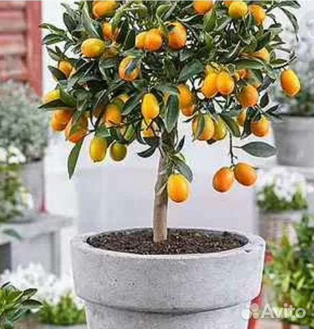 Кумкват апельсин мандарин лимон. Цитрусовые