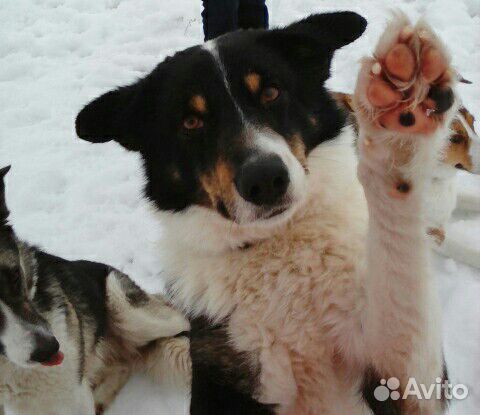 Выгул собак