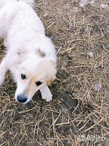 Собаки бесплатно