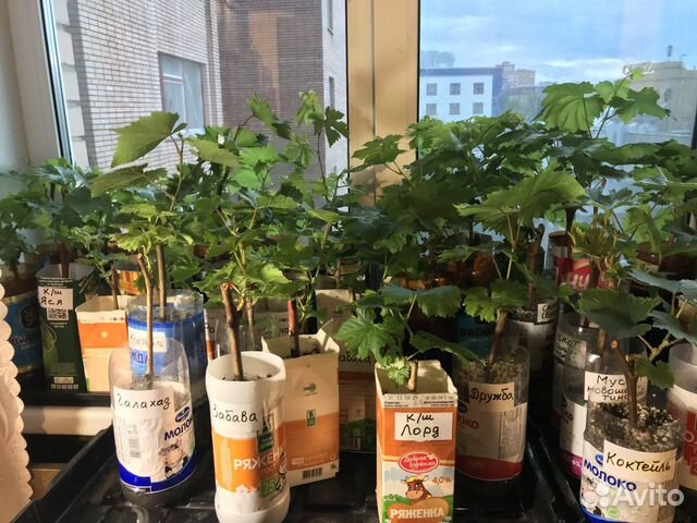 Продажа черенков и саженцев винограда