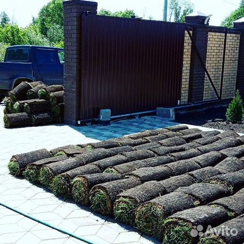 Рулонный газон