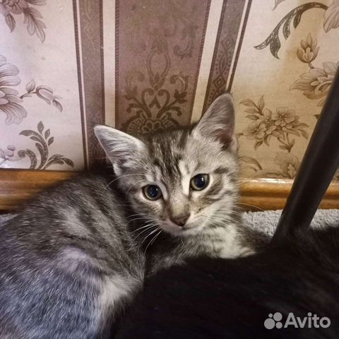 Котята бесплатно