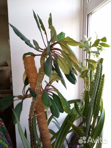 Эуфорбия беложильчатая 123см и трехгранная