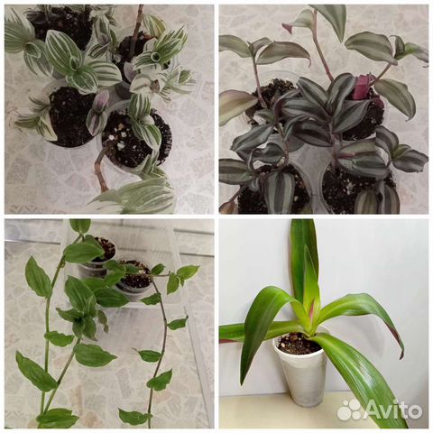 Традесканции