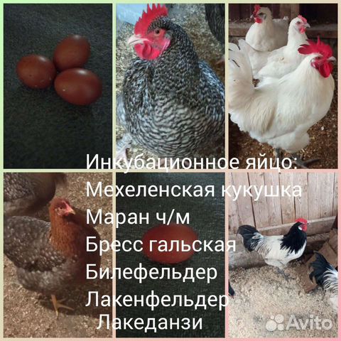 Инкубационное яйцо, петухи