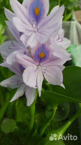 Водные и прибрежные растения для пруда