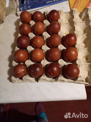 Инкубационное яйцо марана, люйкендадзи и хайлюйк