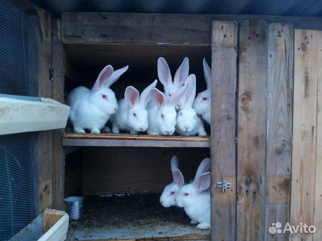 Кролики, белые великаны купить на Зозу.ру - фотография № 1