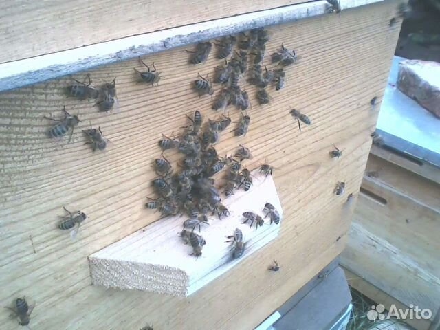 12 рамочный дадан, альпийские ульи