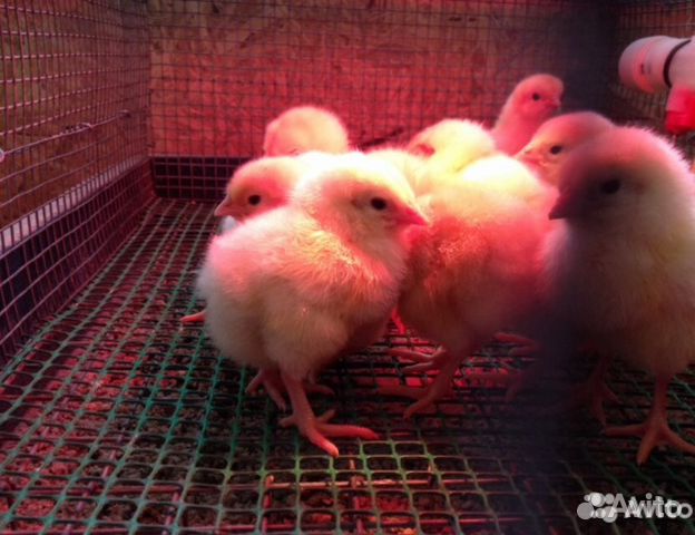 Инкубация яиц. Вывод цыплят. Цыплята бройлера купить на Зозу.ру - фотография № 5