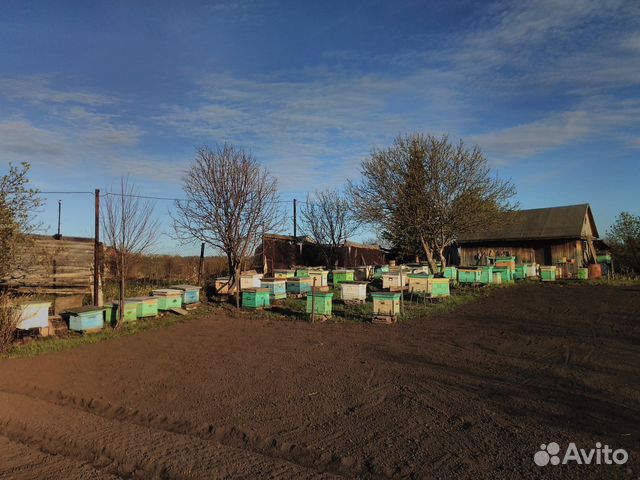 Пчелосемьи, пчелопакеты, отводки, матки купить на Зозу.ру - фотография № 1