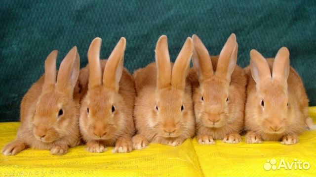 Бургундские кролики купить на Зозу.ру - фотография № 1