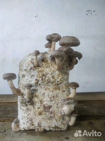 Шиитачные блоки-грядки Шиитачные блоки-грядки