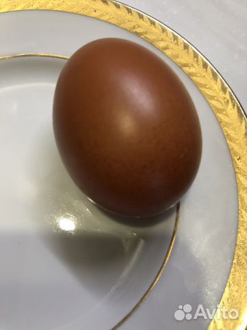 Инкубационное яйцо черно-серебристого и черно-медн купить на Зозу.ру - фотография № 3