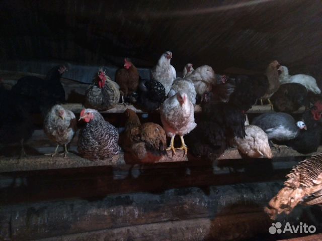 Цыплята Гуси,куры,инкубационные яйца и другая птиц купить на Зозу.ру - фотография № 6
