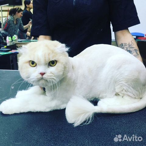 Стрижка собак и кошек