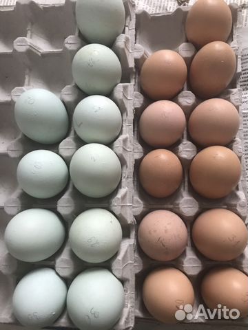 Инкубационное яйцо и цыплята 3-х пород купить на Зозу.ру - фотография № 2