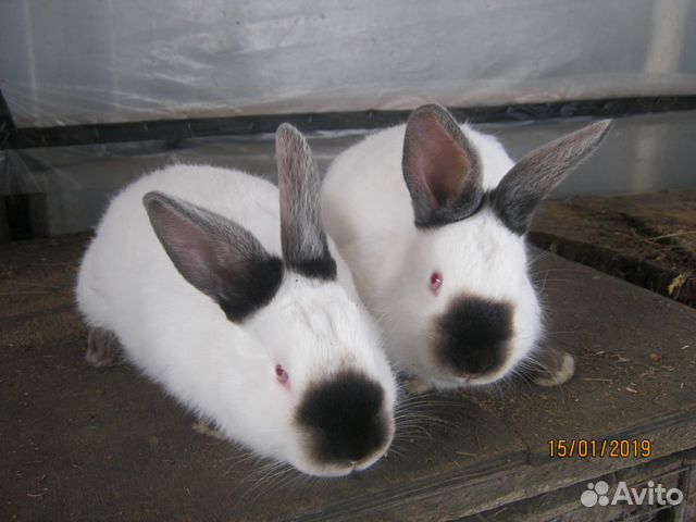 Кролики калифорнийцы купить на Зозу.ру - фотография № 5