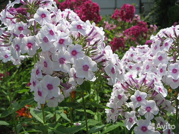 Флоксы метельчатые