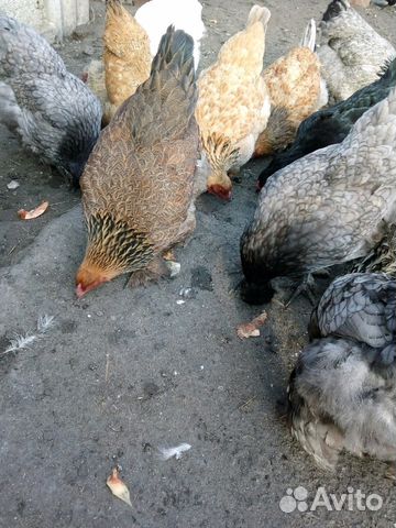 Утята,цыплята разные, родители,гусята купить на Зозу.ру - фотография № 3