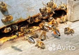 Пчелопакеты с доставкой купить на Зозу.ру - фотография № 1