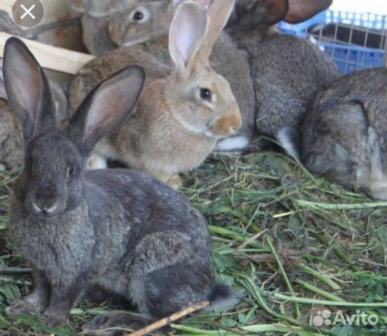 Продам кроликов живых и на мясо купить на Зозу.ру - фотография № 1