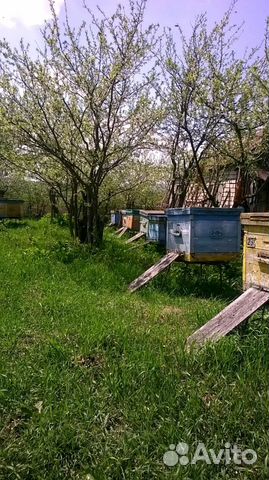 Пчёлы на высадку купить на Зозу.ру - фотография № 3