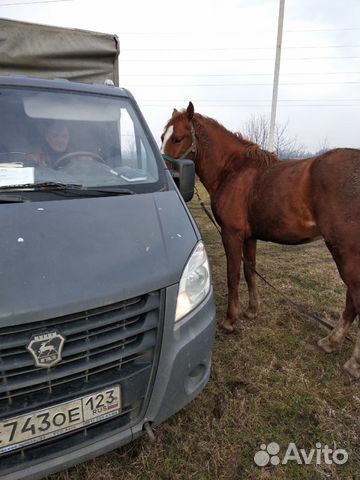 Продается конь купить на Зозу.ру - фотография № 9
