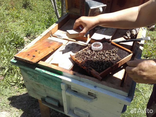 Плодные пчеломатки и пчелопакеты серой горной кавк купить на Зозу.ру - фотография № 6