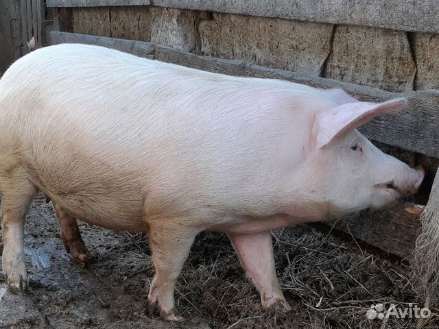 Продам супоросных свинок купить на Зозу.ру - фотография № 2