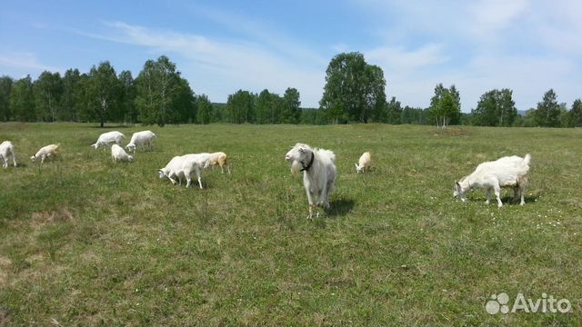Продам породистых козочек и коз, торг купить на Зозу.ру - фотография № 2