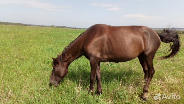 Продажа Лошадей В Витебской Области