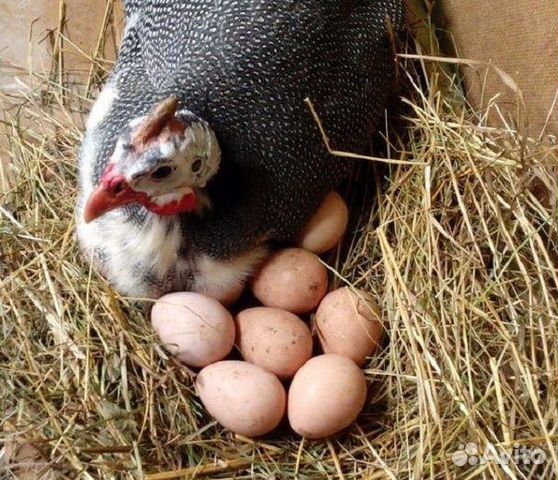 Яйцо цесариное инкубационное купить на Зозу.ру - фотография № 1