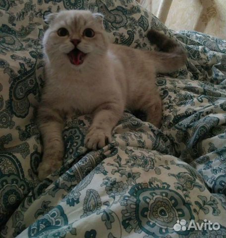 Вязка Шотландского вислоухого кота