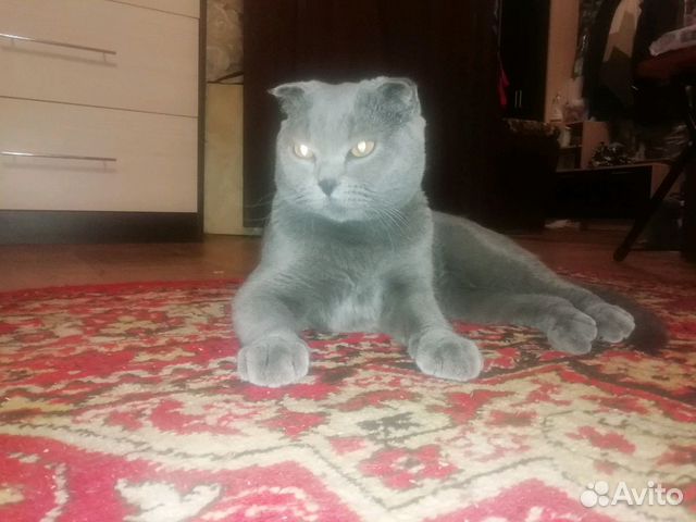 Кот на вязку