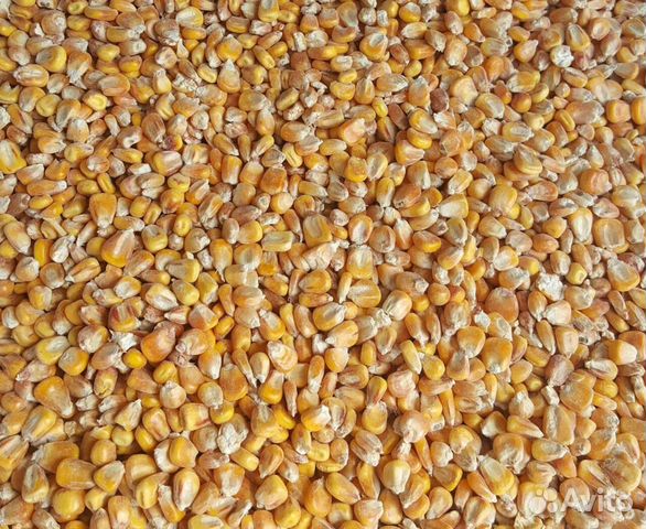 Продаётся кукуруза ячмень пшеница купить на Зозу.ру - фотография № 3