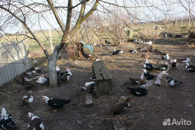 Индо-утки,взрослые купить на Зозу.ру - фотография № 3