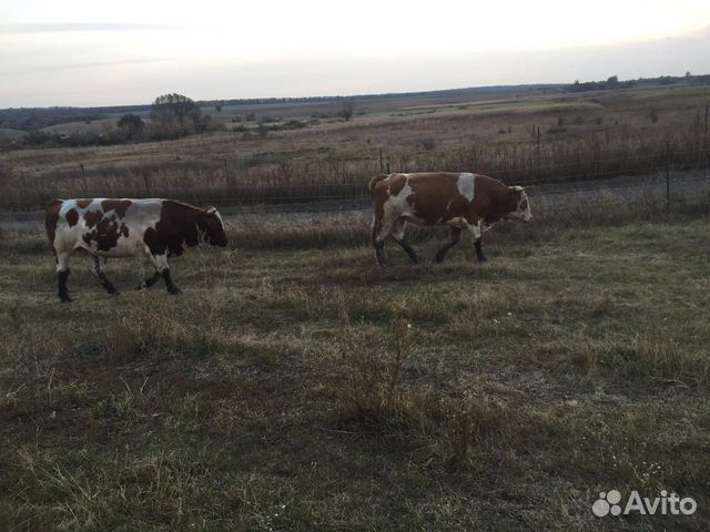 Телята 80-150 кг.,бычки по 500 кг., на мясо купить на Зозу.ру - фотография № 5