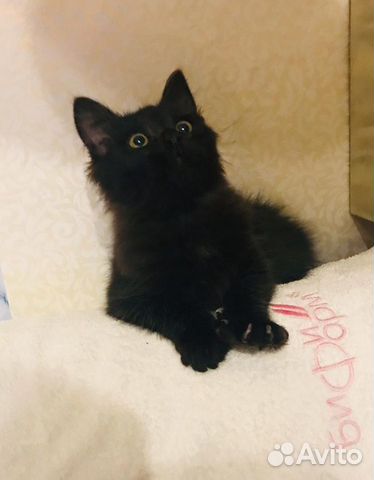 Замечательный Кот