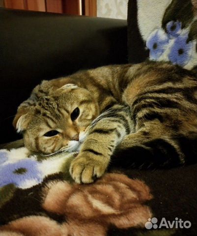 Кот для вязки купить на Зозу.ру - фотография № 7
