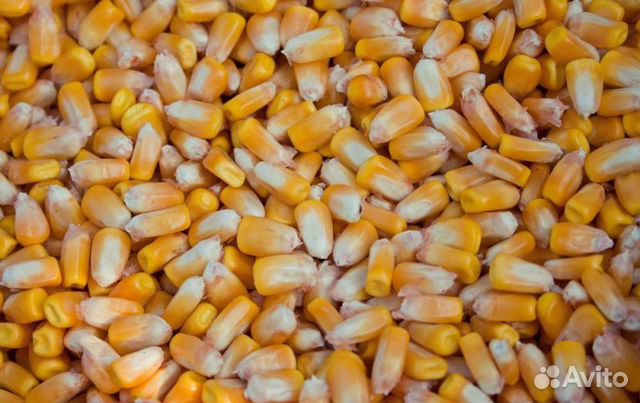 Продается кукуруза купить на Зозу.ру - фотография № 1