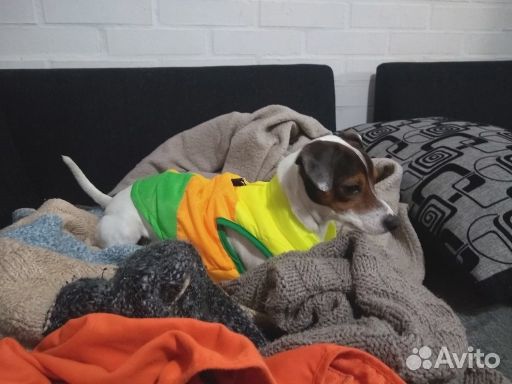 Одежда для собак 33 см и 23 см Одежда для собак 33 см и 23 см