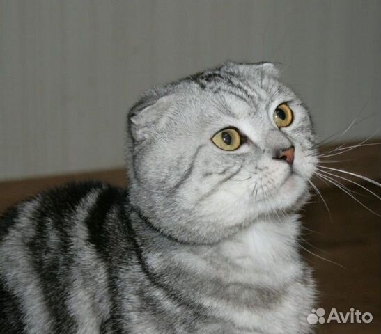 Авито вязка. Авито вязка. Шотландская вислоухая кошка. Британский серый кот вязка. Авито вязка.