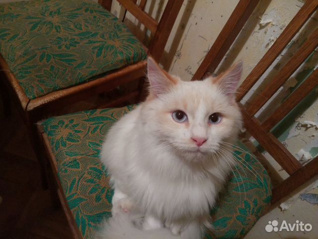 Купить Котенка В Брянске Области