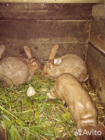 Кролики красные новозеландские (нзк) купить на Зозу.ру - фотография № 5
