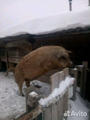 Продам свиноматок,поросят. Венгерская мангалица Продам свиноматок,поросят. Венгерская мангалица