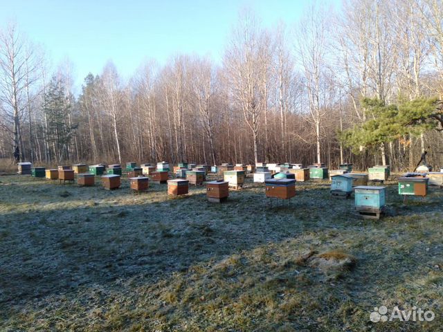 Пчелопакеты среднерусской пчелы купить на Зозу.ру - фотография № 8