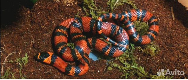 Гондурасская молочная змея Lampropeltis triangulum