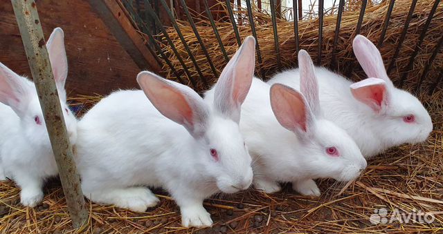 Кролики мясной породы, белые великаны купить на Зозу.ру - фотография № 3